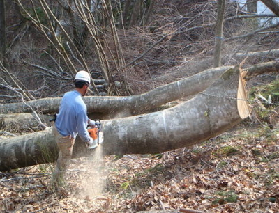公式】真室川きのこ本舗｜無選別 原木なめこ 開き 3kg | 真室川きのこ本舗